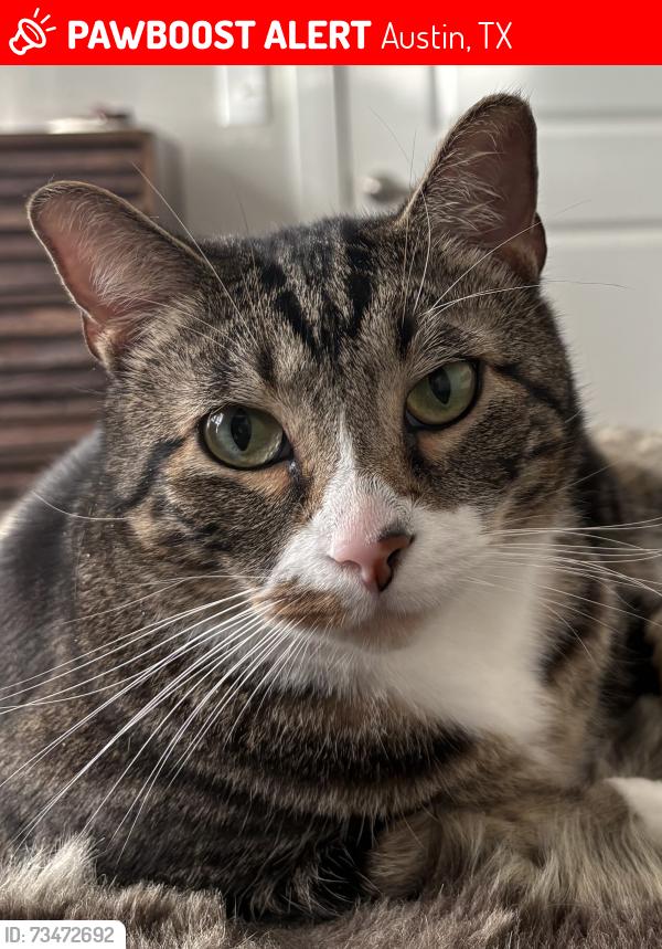 Lost Male Cat last seen Avalon / Cielo apmts, Austin, TX 78738