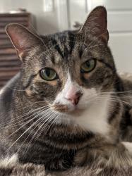 Lost Male Cat last seen Avalon / Cielo apmts, Austin, TX 78738