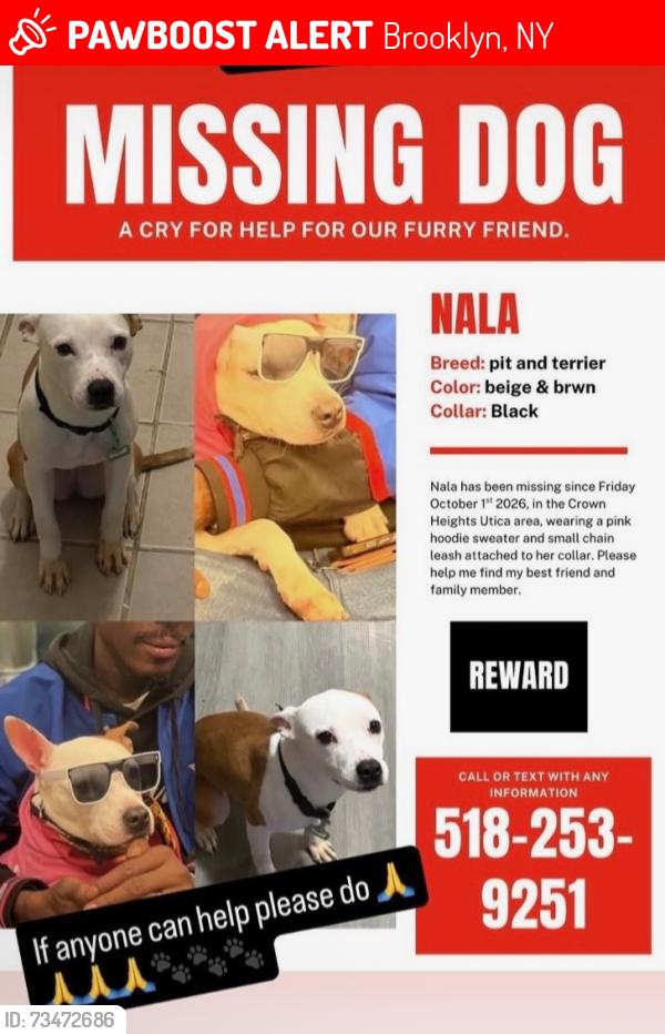 Lost Female Dog last seen Utica ave, Brooklyn, NY 11203