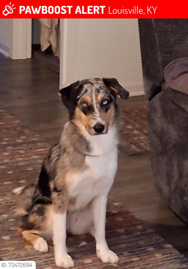 Lost Female Dog last seen Orell rd, Louisville, KY 40272
