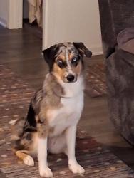 Lost Female Dog last seen Orell rd, Louisville, KY 40272