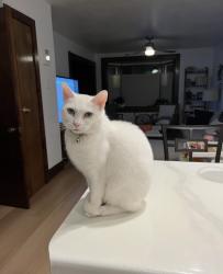 Reunited Female Cat last seen Jacobus park, Wauwatosa, WI 53213