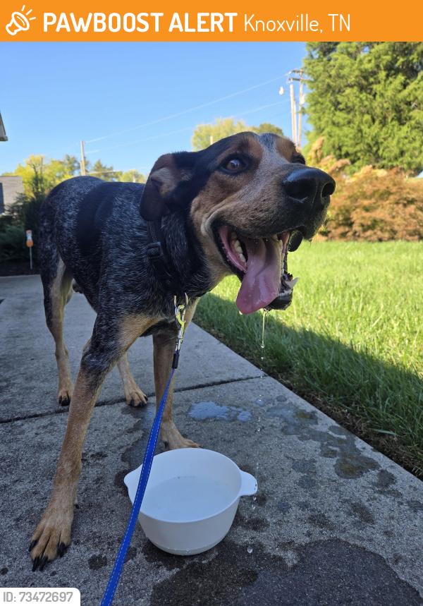 Found/Stray Male Dog last seen West emory, hackworth, Knoxville, TN 37931