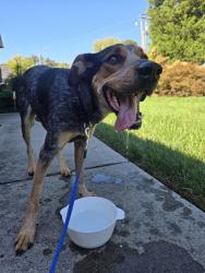 Found/Stray Male Dog last seen West emory, hackworth, Knoxville, TN 37931