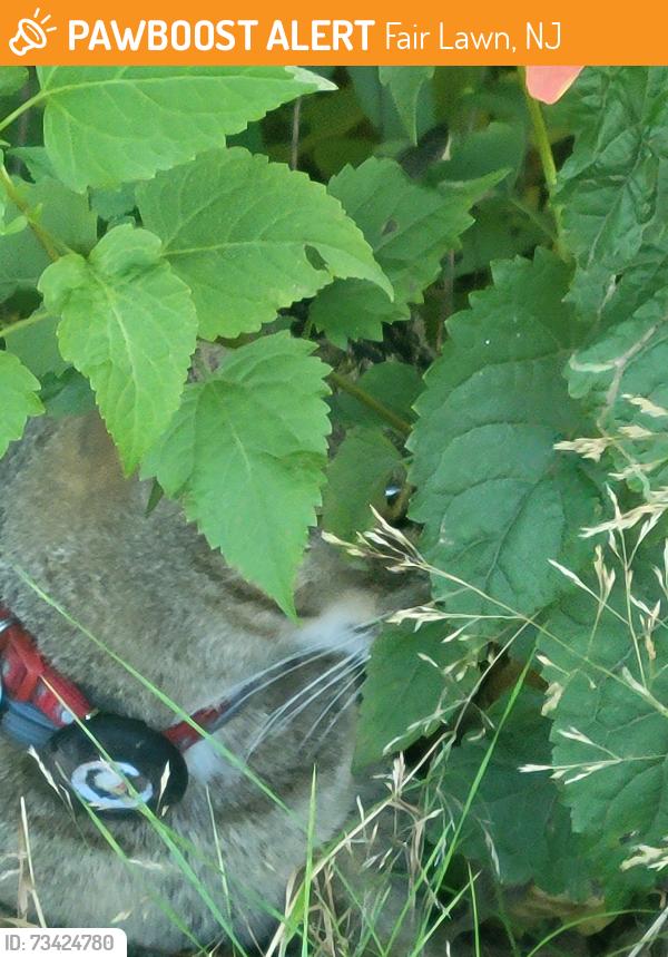 Found/Stray Unknown Cat last seen Long road & 11 street fair lawn nj, Fair Lawn, NJ 07410
