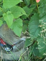 Found/Stray Unknown Cat last seen Long road & 11 street fair lawn nj, Fair Lawn, NJ 07410