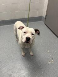 Shelter Stray Male Dog last seen Near, 5001 E Raymond St, Indianapolis, IN 46203, USA