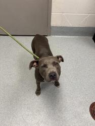Shelter Stray Female Dog last seen Near, 5001 E Raymond St, Indianapolis, IN 46203, USA