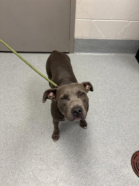 Shelter Stray Female Dog last seen Near, 5001 E Raymond St, Indianapolis, IN 46203, USA