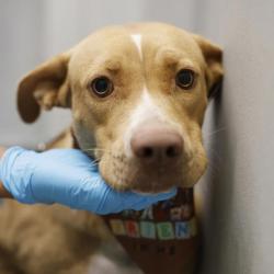 Shelter Stray Female Dog last seen TACOMA, 4710 TX-151, San Antonio, TX 78227, USA