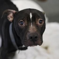 Shelter Stray Male Dog last seen GLENN RIDGE DRIVE DIAMOND APARTMENTS, 4710 TX-151, San Antonio, TX 78227, USA