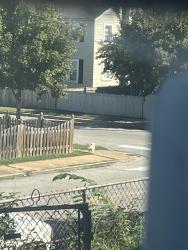 Found/Stray Unknown Dog last seen E Jeffrey street and ninth street, Baltimore, MD 21225