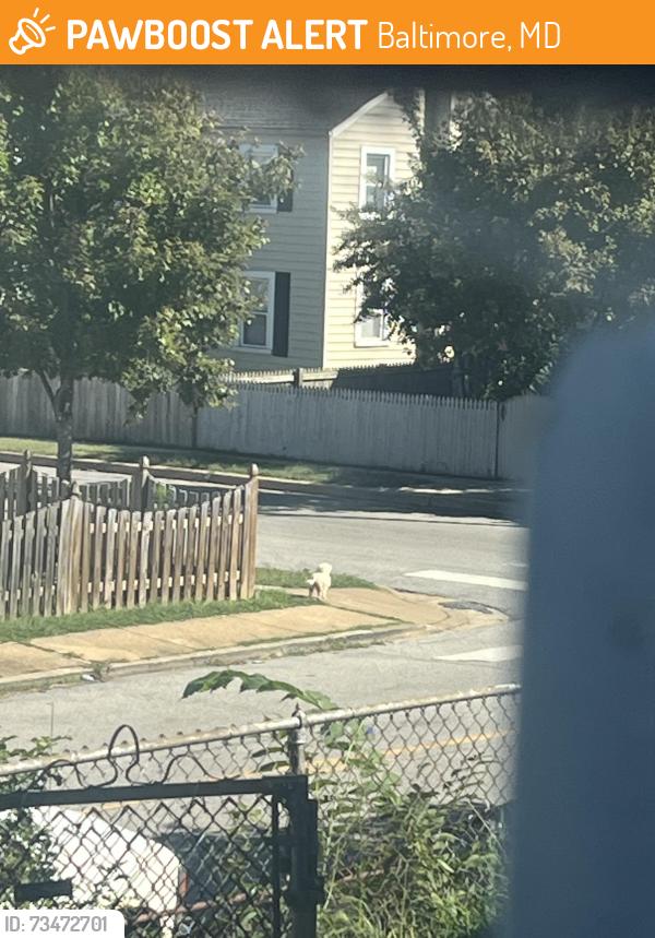 Found/Stray Unknown Dog last seen E Jeffrey street and ninth street, Baltimore, MD 21225
