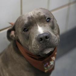 Shelter Stray Male Dog last seen HUMBOLDT, 4710 TX-151, San Antonio, TX 78227, USA