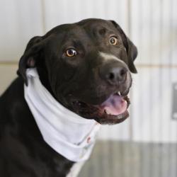 Shelter Stray Male Dog last seen Near BLOCK TEDDER ST, 4710 TX-151, San Antonio, TX 78227, USA