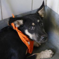 Shelter Stray Female Dog last seen Near BLOCK SW 24TH ST, 4710 TX-151, San Antonio, TX 78227, USA