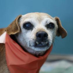 Shelter Stray Female Dog last seen Near BLOCK PLEASENTON, 4710 TX-151, San Antonio, TX 78227, USA