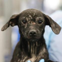 Shelter Stray Female Dog last seen Near BLOCK WAINWRIGHT ST, 4710 TX-151, San Antonio, TX 78227, USA