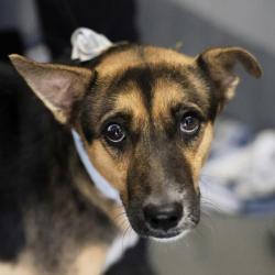 Shelter Stray Male Dog last seen Near BLOCK KATHY DR, 4710 TX-151, San Antonio, TX 78227, USA