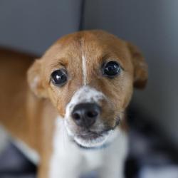 Shelter Stray Male Dog last seen Near BLOCK OF W MARIPOSA, 4710 TX-151, San Antonio, TX 78227, USA