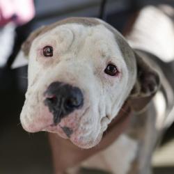 Shelter Stray Female Dog last seen MCNEEL RD, 4710 TX-151, San Antonio, TX 78227, USA