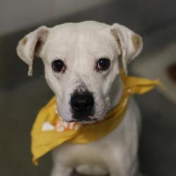 Shelter Stray Male Dog last seen Near BLOCK NEW LAREDO HWY, 4710 TX-151, San Antonio, TX 78227, USA