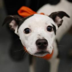 Shelter Stray Female Dog last seen Near BLOCK CULEBRA RD, 4710 TX-151, San Antonio, TX 78227, USA