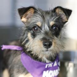 Shelter Stray Female Dog last seen W MALLY BLVD, 4710 TX-151, San Antonio, TX 78227, USA