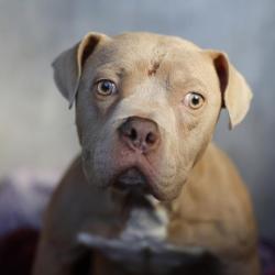 Shelter Stray Male Dog last seen Near BLOCK BRIAR PL, 4710 TX-151, San Antonio, TX 78227, USA