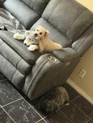Reunited Male Dog last seen Copper & tramway, Albuquerque, NM 87123
