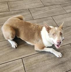 Shelter Stray Female Dog last seen Near BLOCK FREDERICKSBURG, 4710 TX-151, San Antonio, TX 78227, USA