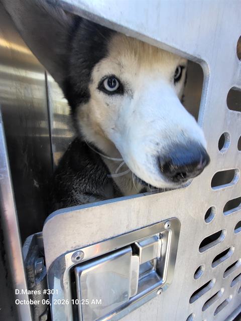 Shelter Stray Male Dog last seen Near BLOCK KENTUCKY, 4710 TX-151, San Antonio, TX 78227, USA