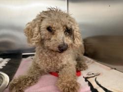 Shelter Stray Male Dog last seen , 957 N Gaffey St, San Pedro, CA 90731, USA