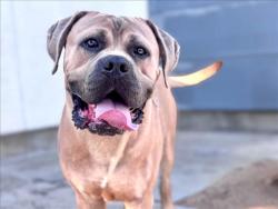 Shelter Stray Male Dog last seen , 957 N Gaffey St, San Pedro, CA 90731, USA