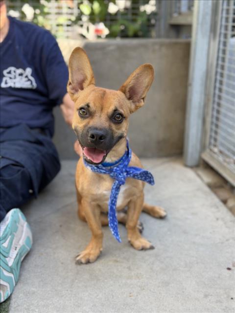 Shelter Stray Male Dog last seen , 957 N Gaffey St, San Pedro, CA 90731, USA