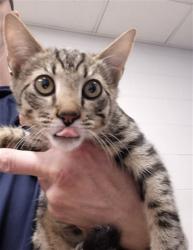 Shelter Stray Male Cat last seen OFALLON, 4850 Mid Rivers Mall Dr, St Peters, MO 63376, USA