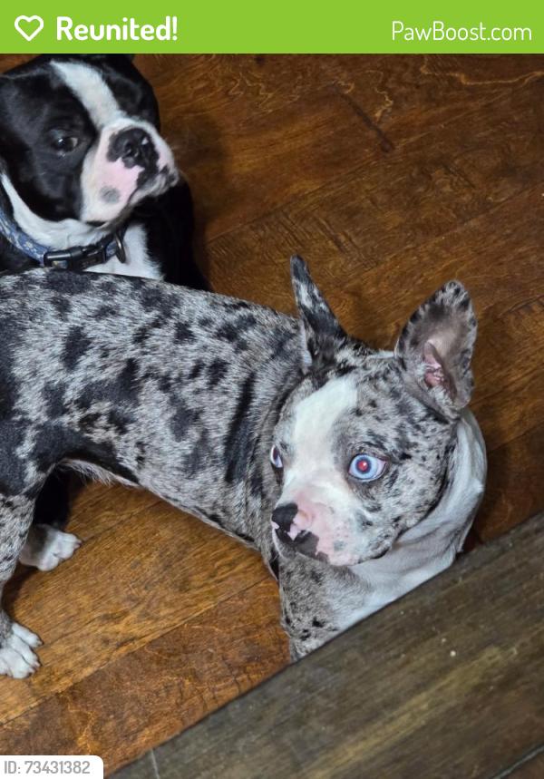 Reunited Female Dog last seen US hwy 301 and centennial rd -> Moving North, Pasco County, FL 33525