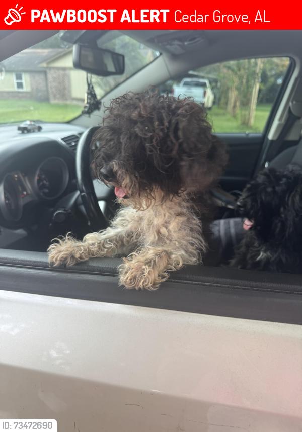 Lost Female Dog last seen Oak vista, Cedar Grove, AL 36582