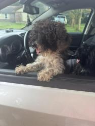 Lost Female Dog last seen Oak vista, Cedar Grove, AL 36582
