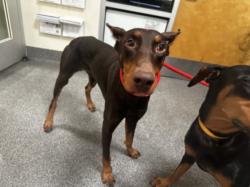 Shelter Stray Male Dog last seen , 3201 Lacy St, Los Angeles, CA 90031, USA