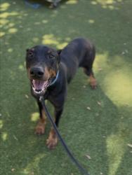Shelter Stray Male Dog last seen , 14409 Vanowen St, Van Nuys, CA 91405, USA