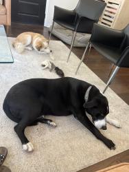 Reunited Male Dog last seen Rendon/Retta Rd and Heritage lane Burleson, tx, Burleson, TX 76028