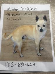 Lost Male Dog last seen Britton RD and N Western, Oklahoma City, OK 73114