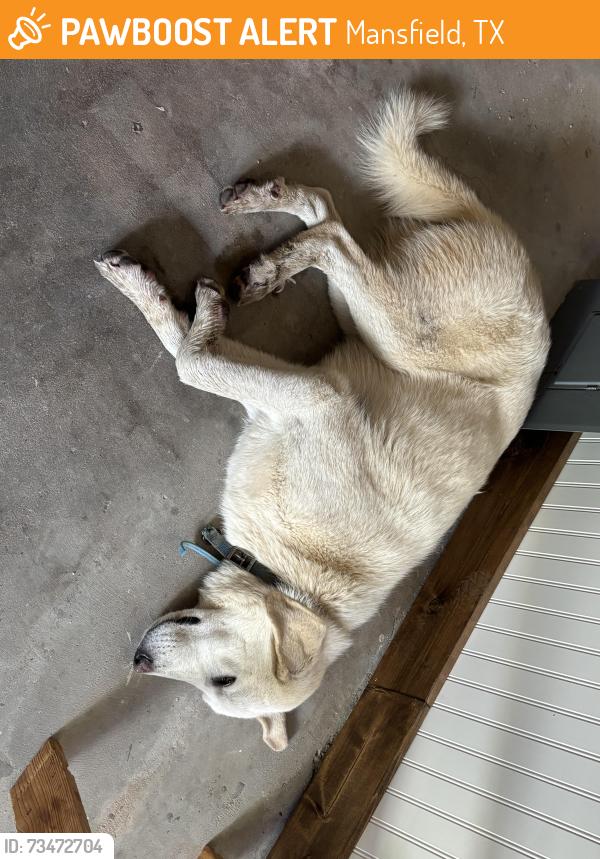 Found/Stray Female Dog last seen Levy county line road and Mansfield Rendon Road, Mansfield, TX 76063
