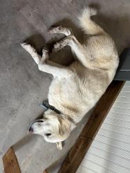 Found/Stray Female Dog last seen Levy county line road and Mansfield Rendon Road, Mansfield, TX 76063