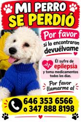 Lost Male Dog last seen 108th street roosvelt av, Queens, NY 11368