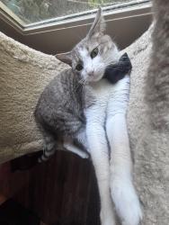Lost Male Cat last seen Riverwood Dr, Riverwood Ct, Riverhill Dr, Atlanta, GA 30328