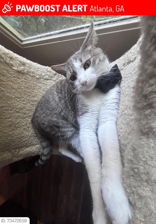 Lost Male Cat last seen Riverwood Dr, Riverwood Ct, Riverhill Dr, Atlanta, GA 30328