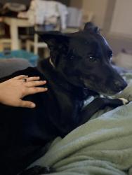 Reunited Female Dog last seen Timberland and Park Vista, Fort Worth, TX 76244