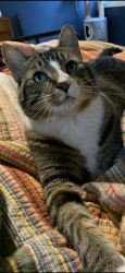 Lost Male Cat last seen Clayton Heights, 68th St & Holly, near QT @ Kindred hosp, Kansas City, MO 64118